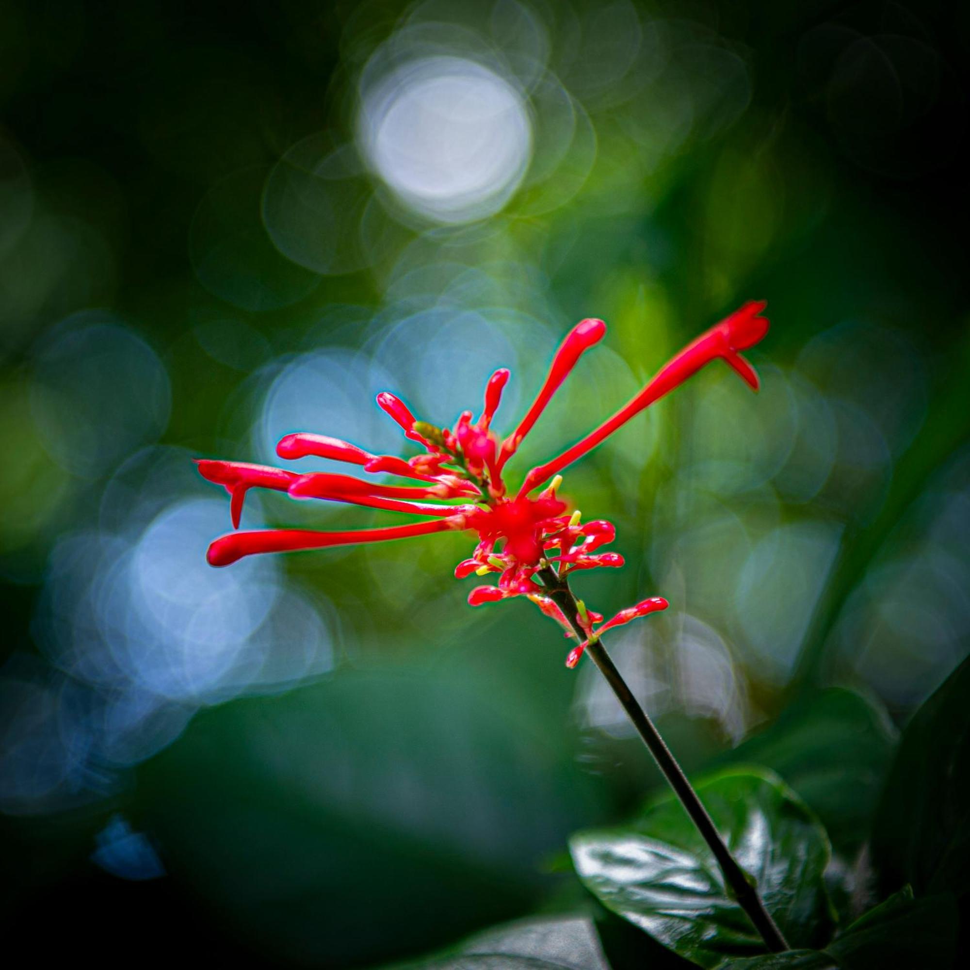 Secret Garden Iguazu Bed & Breakfast Puerto Iguazu Bagian luar foto