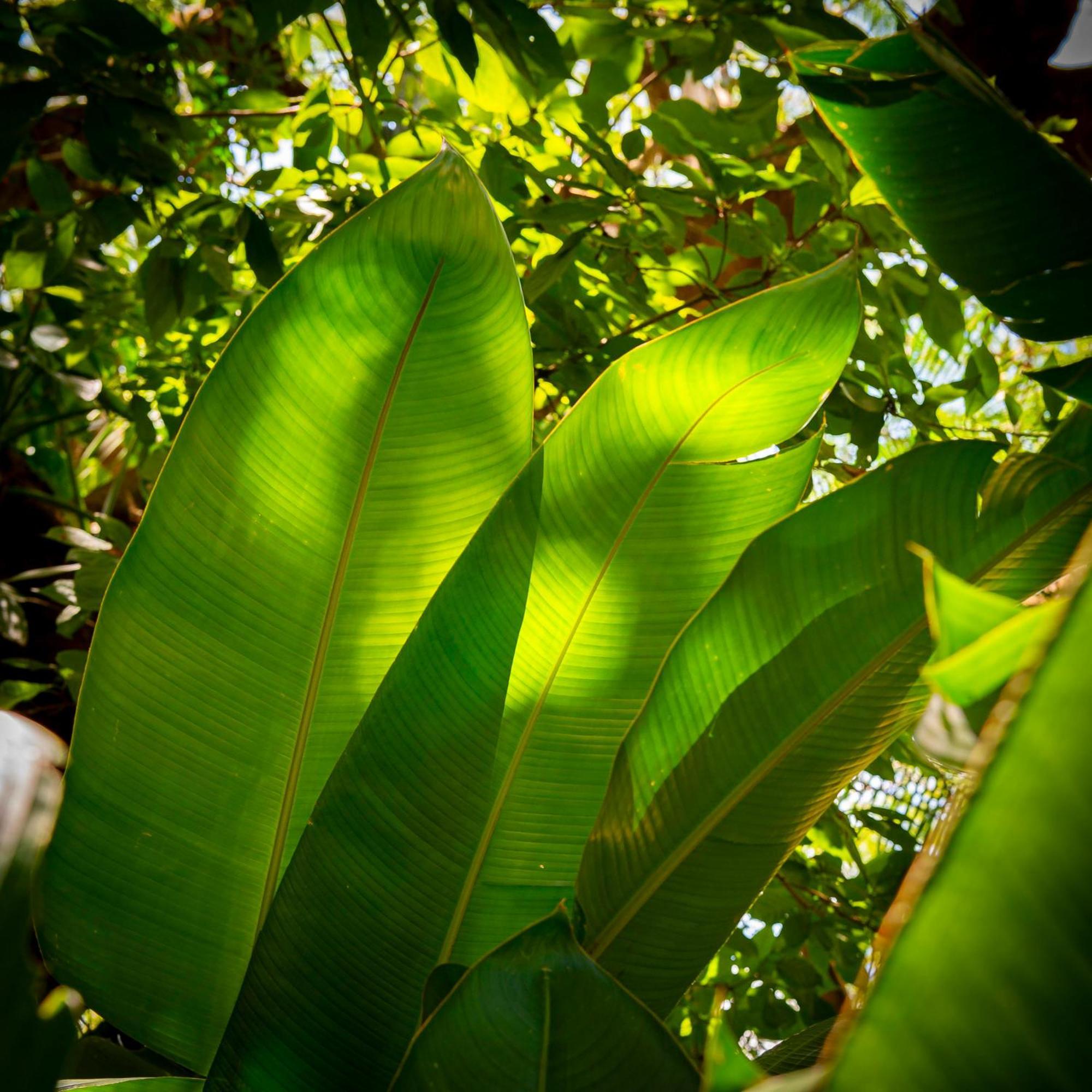 Secret Garden Iguazu Bed & Breakfast Puerto Iguazu Bagian luar foto