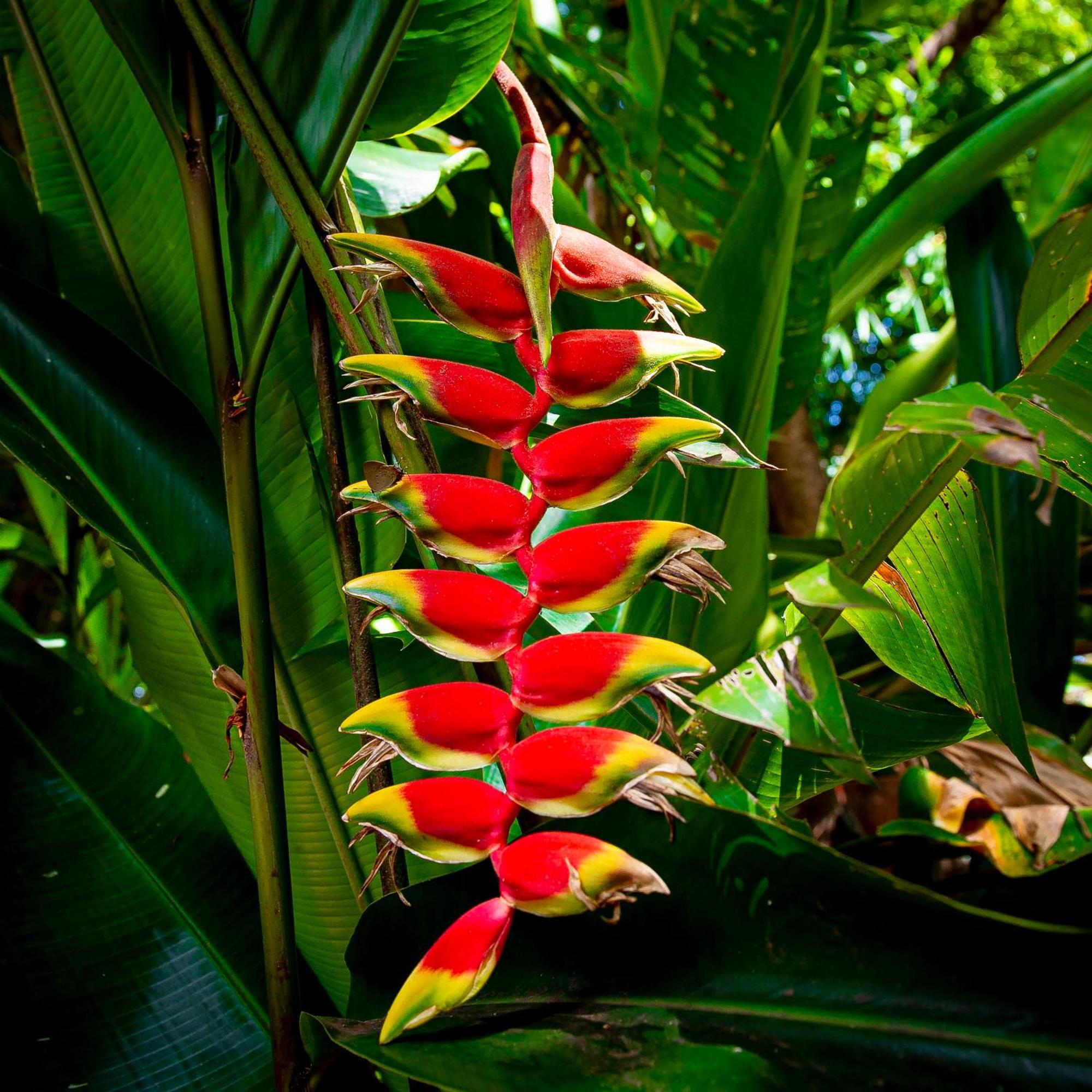 Secret Garden Iguazu Bed & Breakfast Puerto Iguazu Bagian luar foto