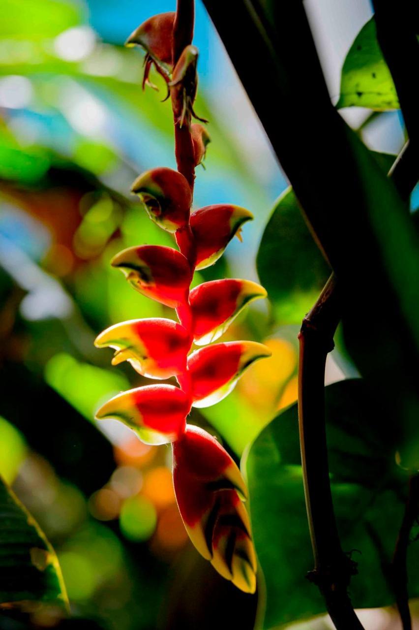 Secret Garden Iguazu Bed & Breakfast Puerto Iguazu Bagian luar foto